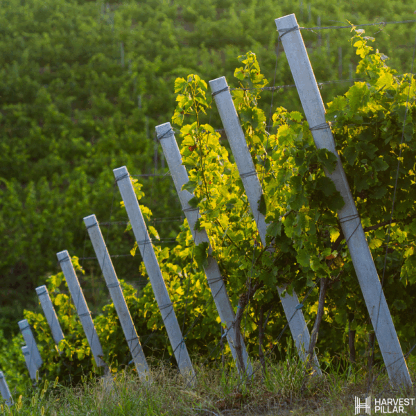 Harvest Pillar Concrete Post - Image 2